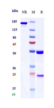 ERBB1 / EGFR / HER1 Reference Antibody