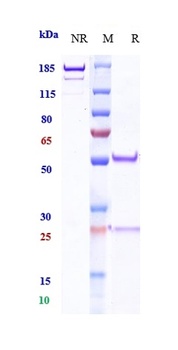 PDCD1/PD-1/CD279 Antibody