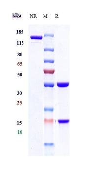 PDCD1/PD-1/CD279 Antibody