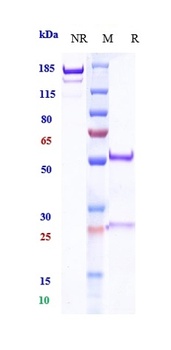 PDCD1/PD-1/CD279 Antibody