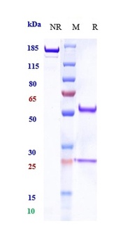 PDCD1/PD-1/CD279 Antibody