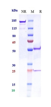PCSK9 Antibody