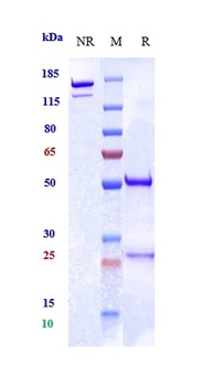 PCSK9 Antibody