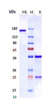 PCSK9 Reference Antibody
