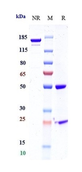 CTLA-4/CD152 Antibody