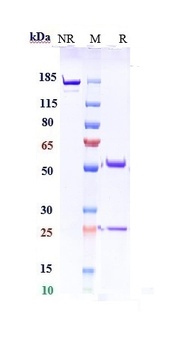 Complement C5 Antibody