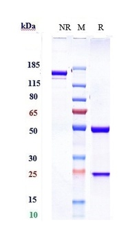 PAR2 Reference Antibody