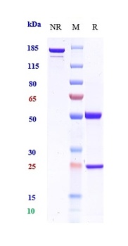 CSF2/GM-CSF Antibody
