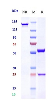 NT5E/CD73 Antibody