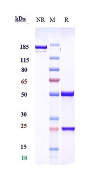 NGF/bNGF Antibody