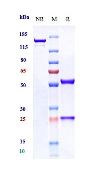 NGF/bNGF Antibody