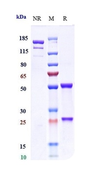 CD3 Antibody