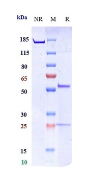 MMP9 Reference Antibody