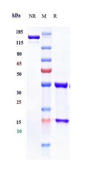 TNFRSF7 / CD27 Reference Antibody