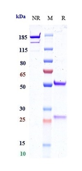 B7-H1/PD-L1/CD274 Antibody