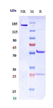 LAG3/CD223 Antibody