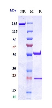 LAG3/CD223 Antibody