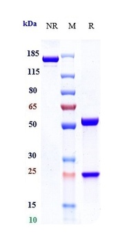 LAG3/CD223 Antibody