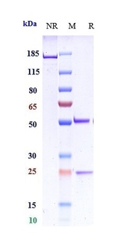 LAG3/CD223 Antibody