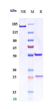LAG3/CD223 Antibody