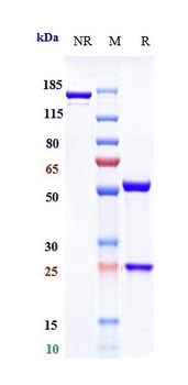 LINGO1 Antibody