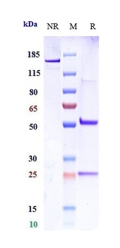 Integrin aV/ITGAV/CD51 Antibody