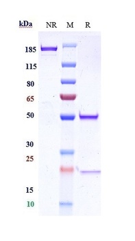 Integrin a5b1 Antibody