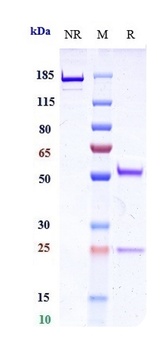 PCSK9 Antibody