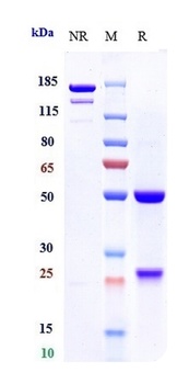 IL-7Ra/CD127 Antibody