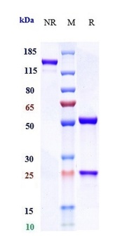 IL-6/IFNb2 Antibody