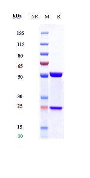 IL-6/IFNb2 Antibody