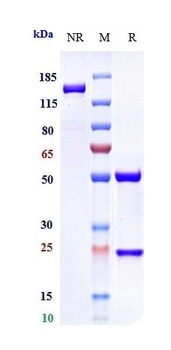 IL-6 / IFNb2 Reference Antibody