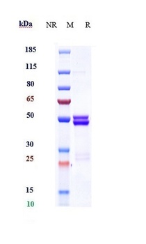 IL-6/IFNb2 Antibody