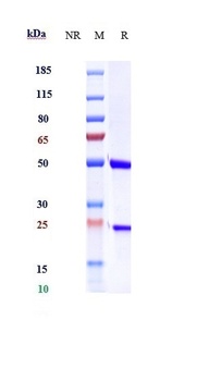 IL-6 / IFNb2 Reference Antibody