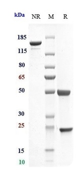 IL-6 / IFNb2 Reference Antibody