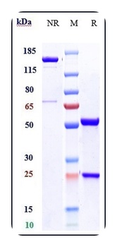 oxLDL Reference Antibody