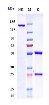 IL-4Ra/CD124 Antibody