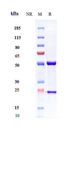 IL-33 Antibody