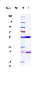 TIGIT/VSIG9/VSTM3 Antibody