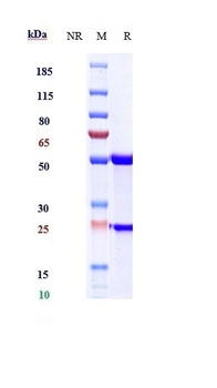 CD20 Antibody