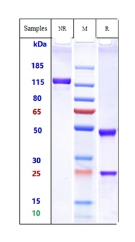 IL-2Ra/CD25 Antibody