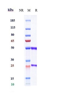 IL-20 Reference Antibody