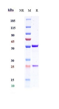 IL-1RL1/ST2/IL-33R Antibody