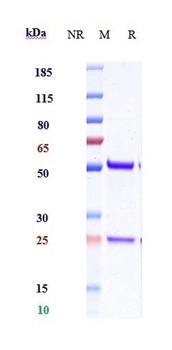 IL-18 Antibody