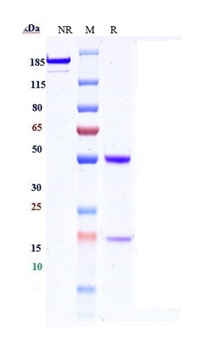 IL-13 Antibody