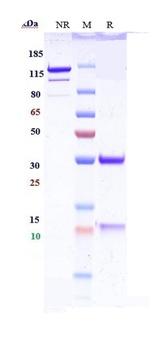 IL-13 Antibody