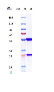 IL-13 Antibody
