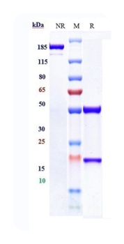 FcRn (FCGRT & B2M) Antibody