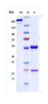 IL-10 Antibody