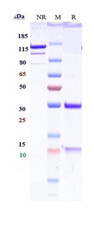 IGF-2 Antibody